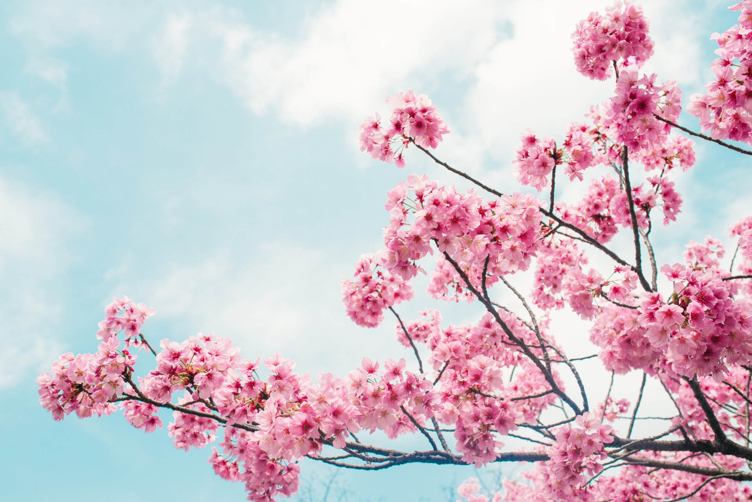 Beautiful Cherry Blossom Sakura In Spring Time Over Blue Sky - INNOCEAN UK 2024 SOCIAL REPORT