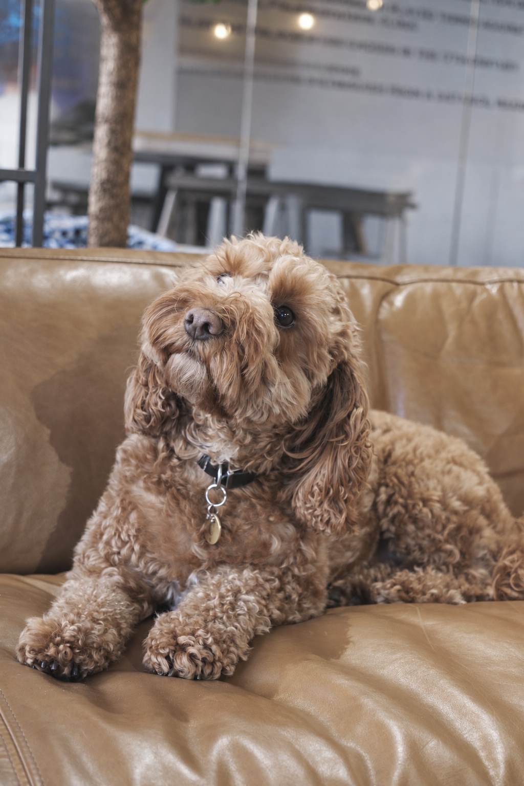Cosmo_Director of Pawsitivity