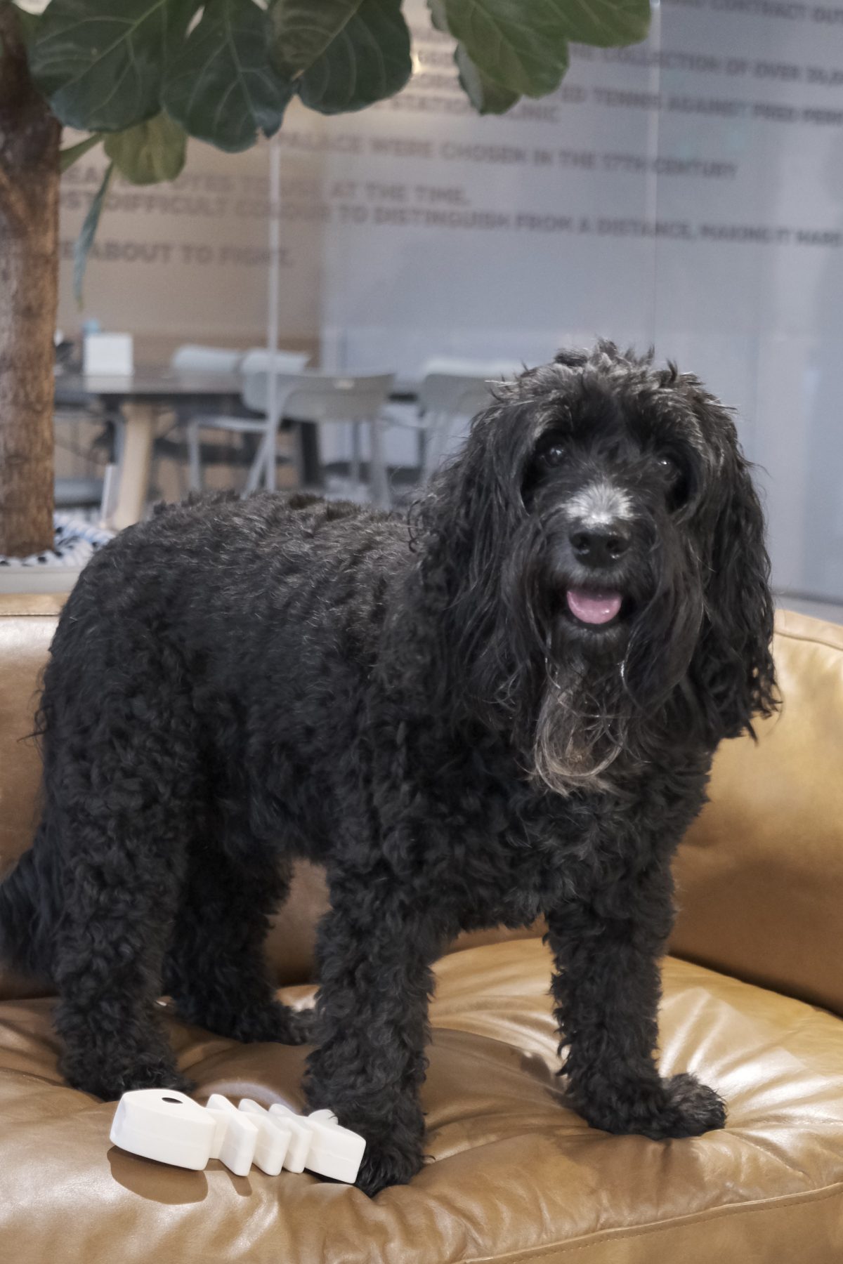 Spud_Director of Barketing